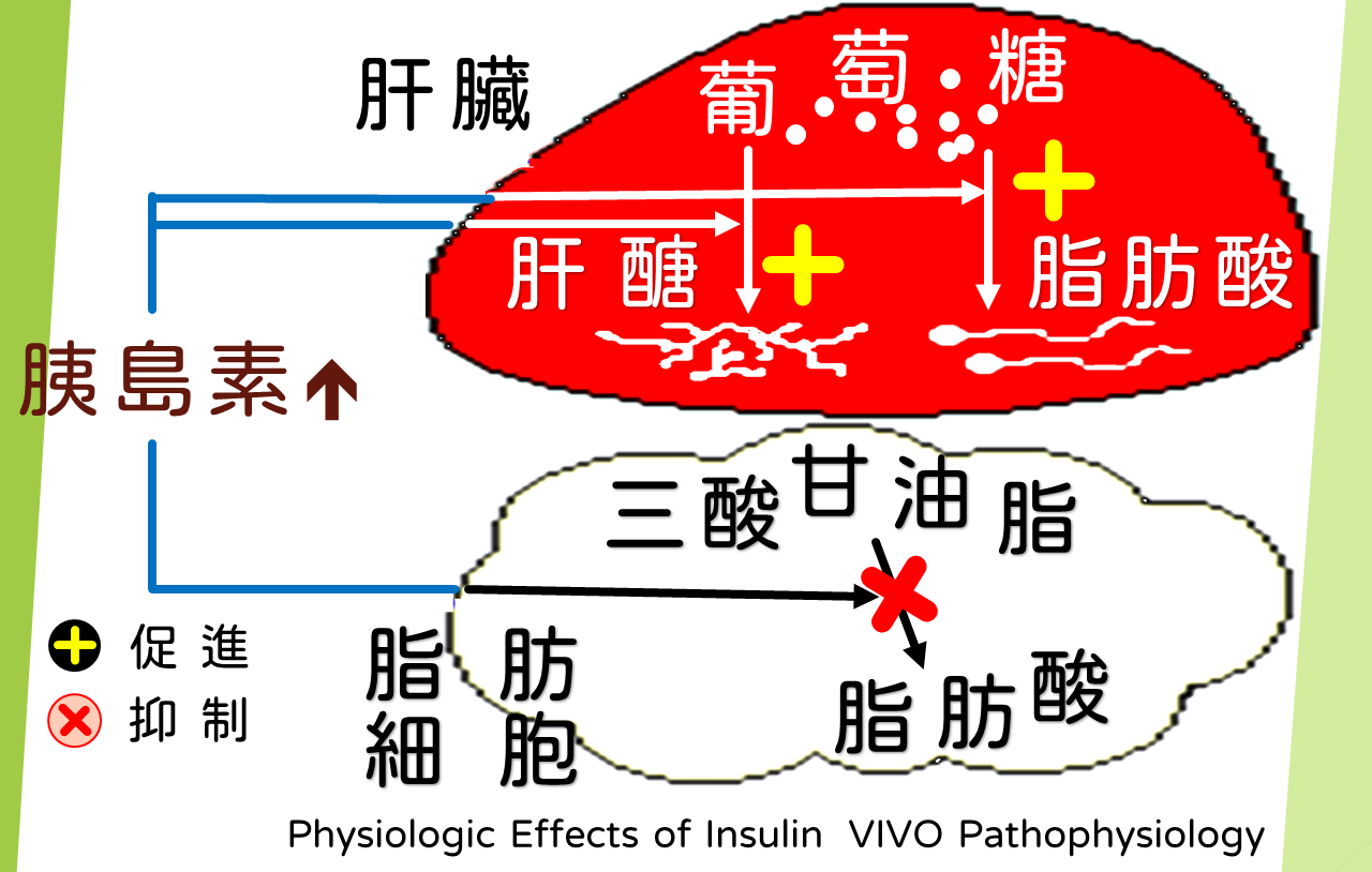 Iinsulin affect  liver and fatty cells.png